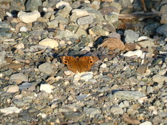 Junonia
