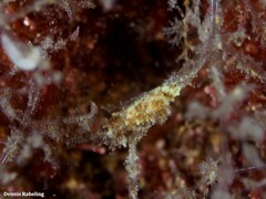 Okenia polycerelloides