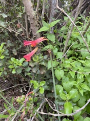 Phycella cyrtanthoides