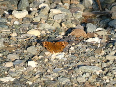 Junonia