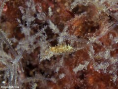 Okenia polycerelloides