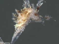 Okenia polycerelloides