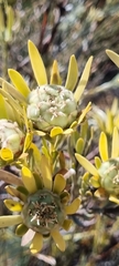 Leucadendron nitidum