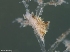 Okenia polycerelloides