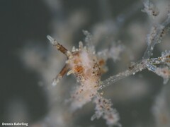 Okenia polycerelloides