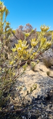 Leucadendron nitidum