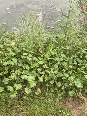 Pilea nummulariifolia