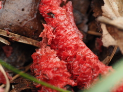 Clathrus archeri