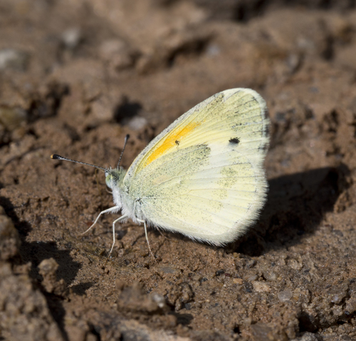 Dainty Sulphur photo 5
