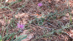 Centaurea stoebe