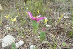 Senecio cymbalarifolius