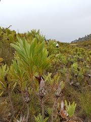 Protea repens