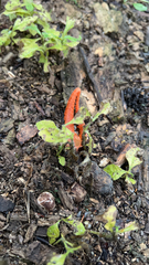 Pseudocolus fusiformis