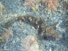 Gobius niger