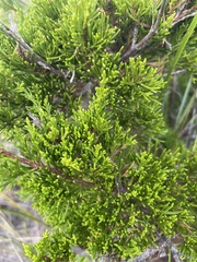 Juniperus