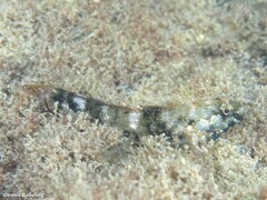 Mauligobius maderensis