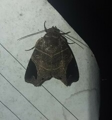 Closteromorpha reniplaga