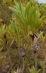 Protea repens