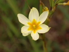 Moraea miniata