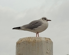 Chroicocephalus ridibundus