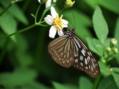 Ideopsis similis