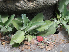 Kalanchoe laetivirens