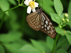 Ideopsis similis