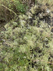 Apiales