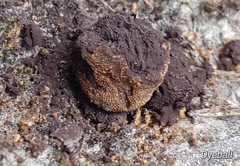 Pisolithus arenarius
