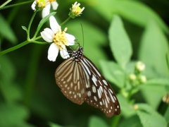 Ideopsis similis