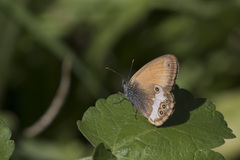 Coenonympha arcania