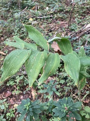 Polygonatum