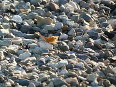 Junonia