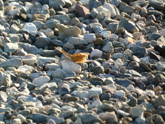 Junonia