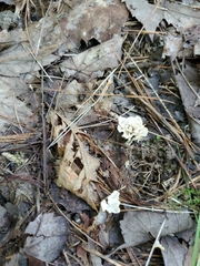 Sebacina schweinitzii