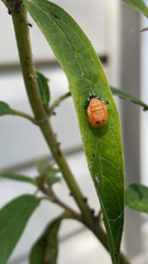 Coccinellidae