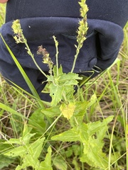 Veronica teucrium