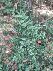 Ruscus aculeatus