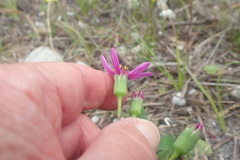 Senecio cymbalarifolius
