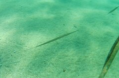 Fistularia commersonii