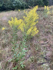 Solidago speciosa