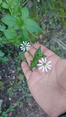 Stellaria chilensis