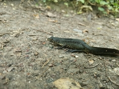 Triturus ivanbureschi