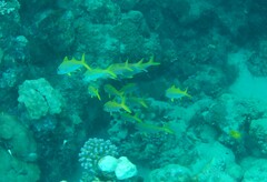 Mulloidichthys vanicolensis