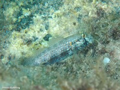 Gnatholepis thompsoni