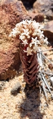 Crassula alpestris