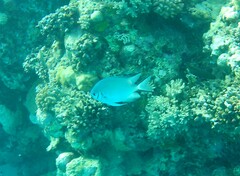 Amblyglyphidodon indicus