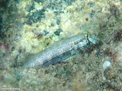 Gnatholepis thompsoni