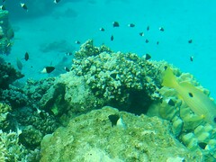 Pycnochromis dimidiatus