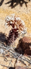 Crassula alpestris